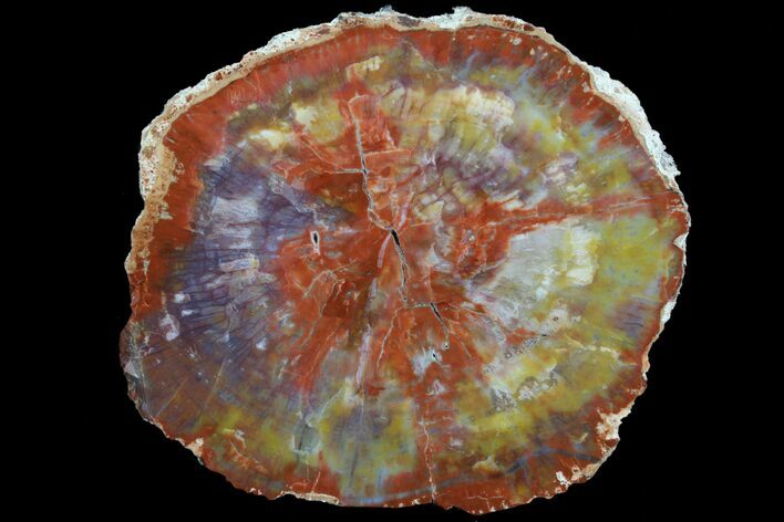 Brilliant, Polished Arizona Petrified Wood Round - #78164